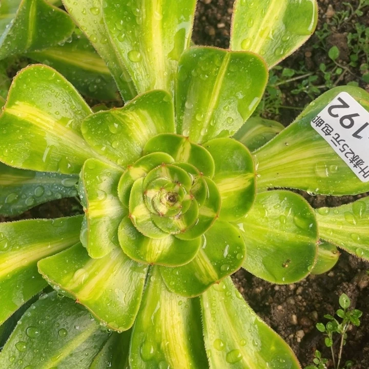 192暴君多肉1，12345678