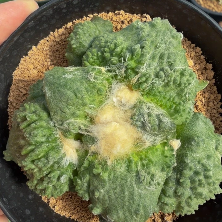 捡漏了牛货边境老头的