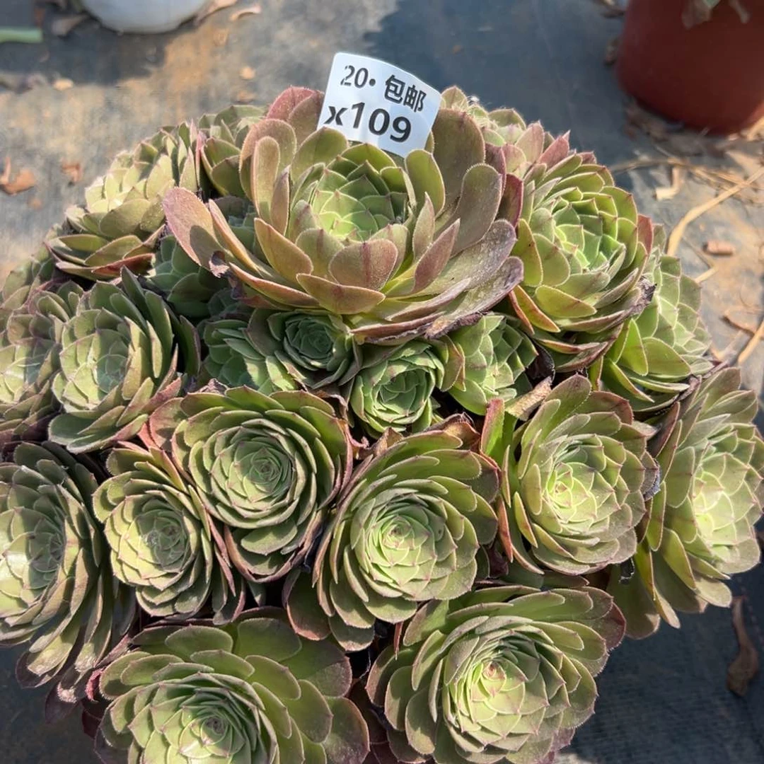 109沙拉碗，满20包邮