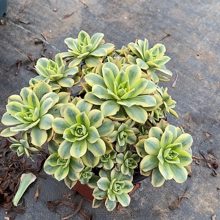 星爆多肉植物019