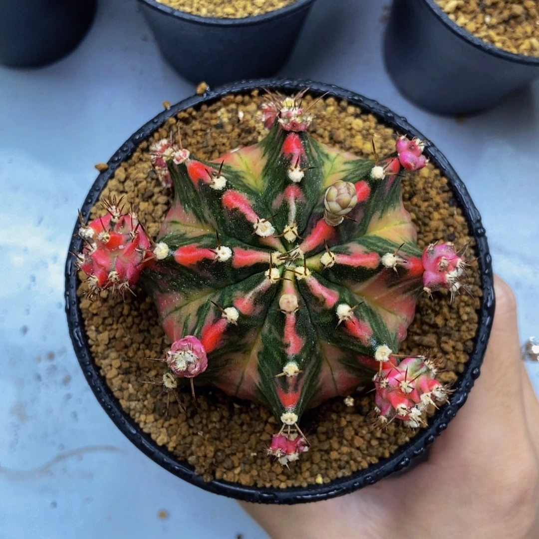 白兰地出侧芽0000000000188