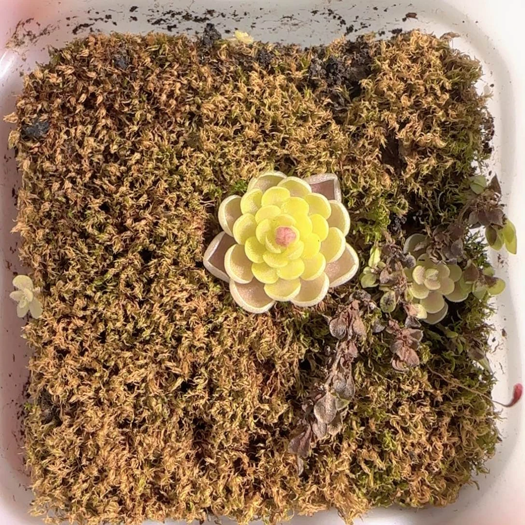 多肉0102-134捕虫堇