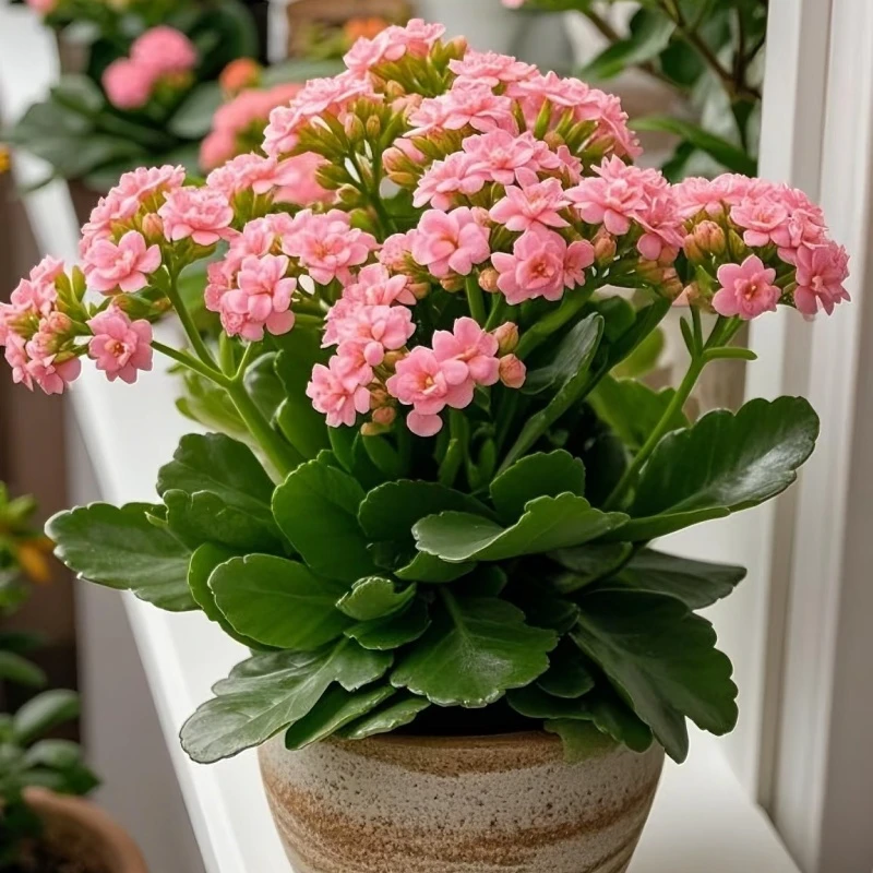 金狐狸长寿花苗金丝雀新品盆栽四季懒人绿植重瓣长寿花小苗大全