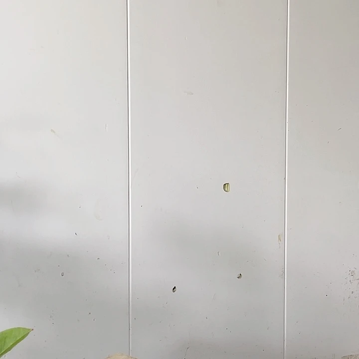 水牛皮（革）沈*勇