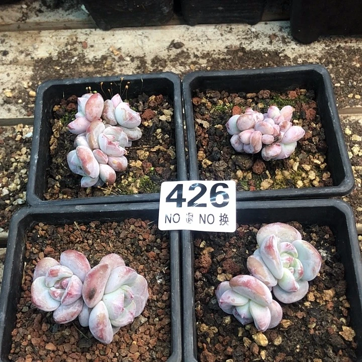星影石榴籽福利出咯 426