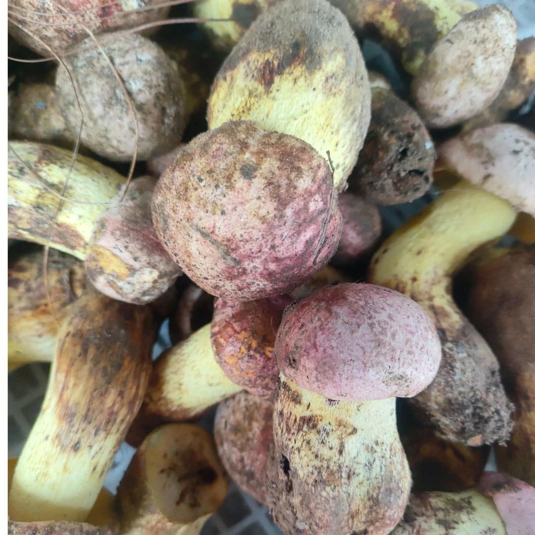 云南新鲜新鲜野生菌 白见手青（图片仅供参考，实际以收到实物为准）