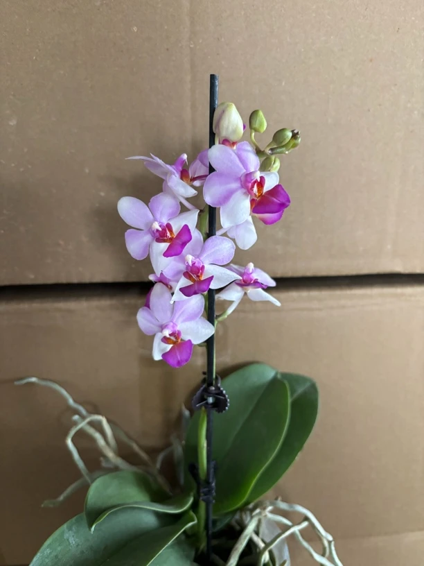 蝴蝶兰———(小丸子)开花发货