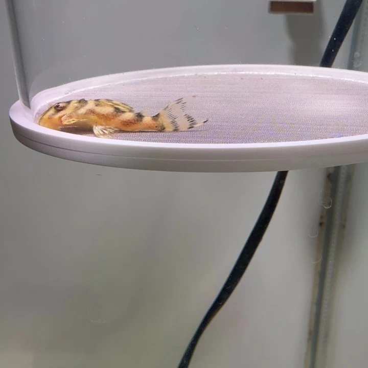 工具鱼1号皇室333