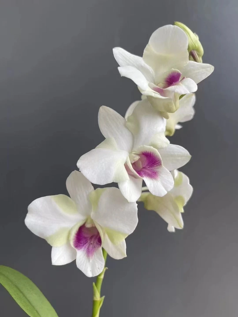 慕容公主石斛兰带花剑发货