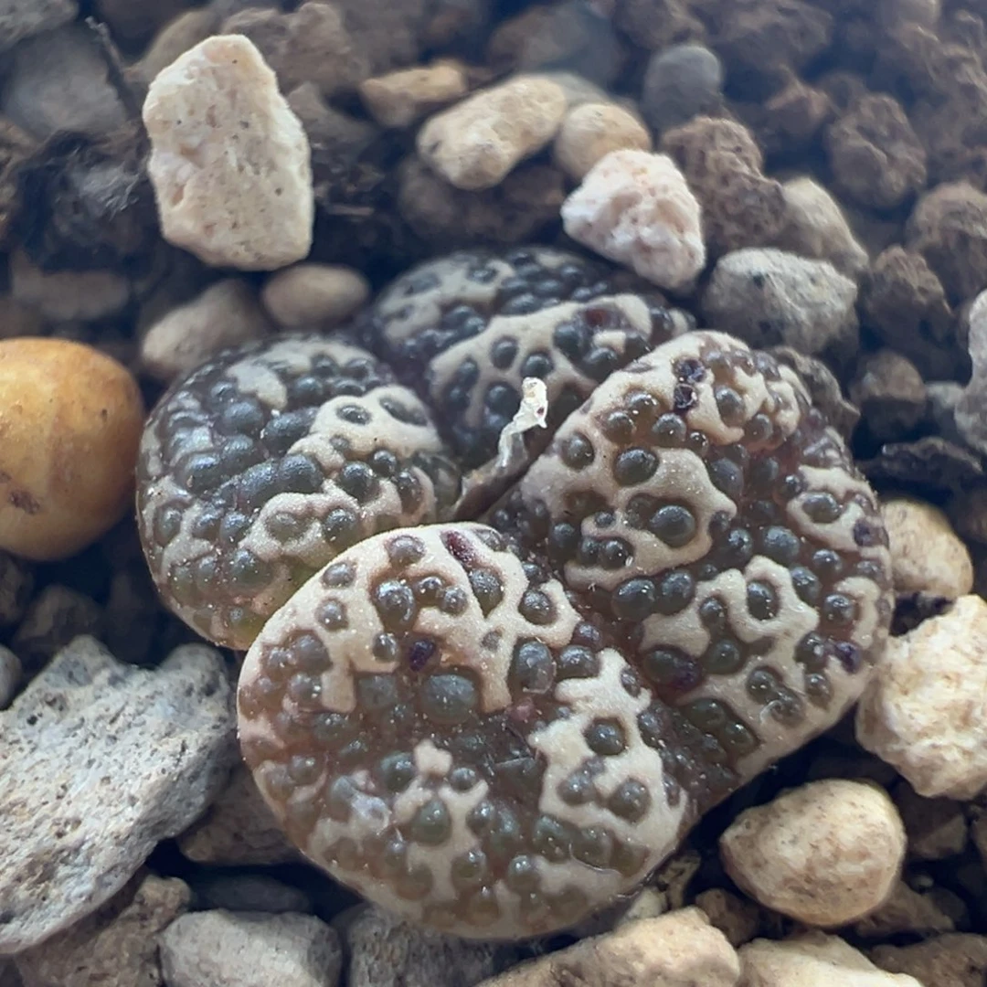 1405黄金泡泡鱼子酱福利