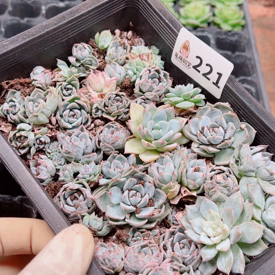 多肉植物多肉植物
