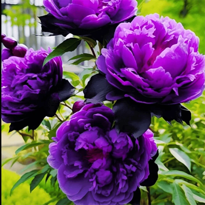 正宗洛阳牡丹花苗大苗花卉植物室内花易活好养盆栽庭院牡丹花树苗