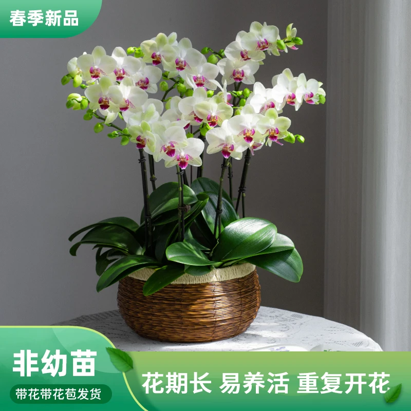 精品蝴蝶兰盆栽【绿熊】 室内 客厅乔迁婚礼开花带花苞 好养活 礼品