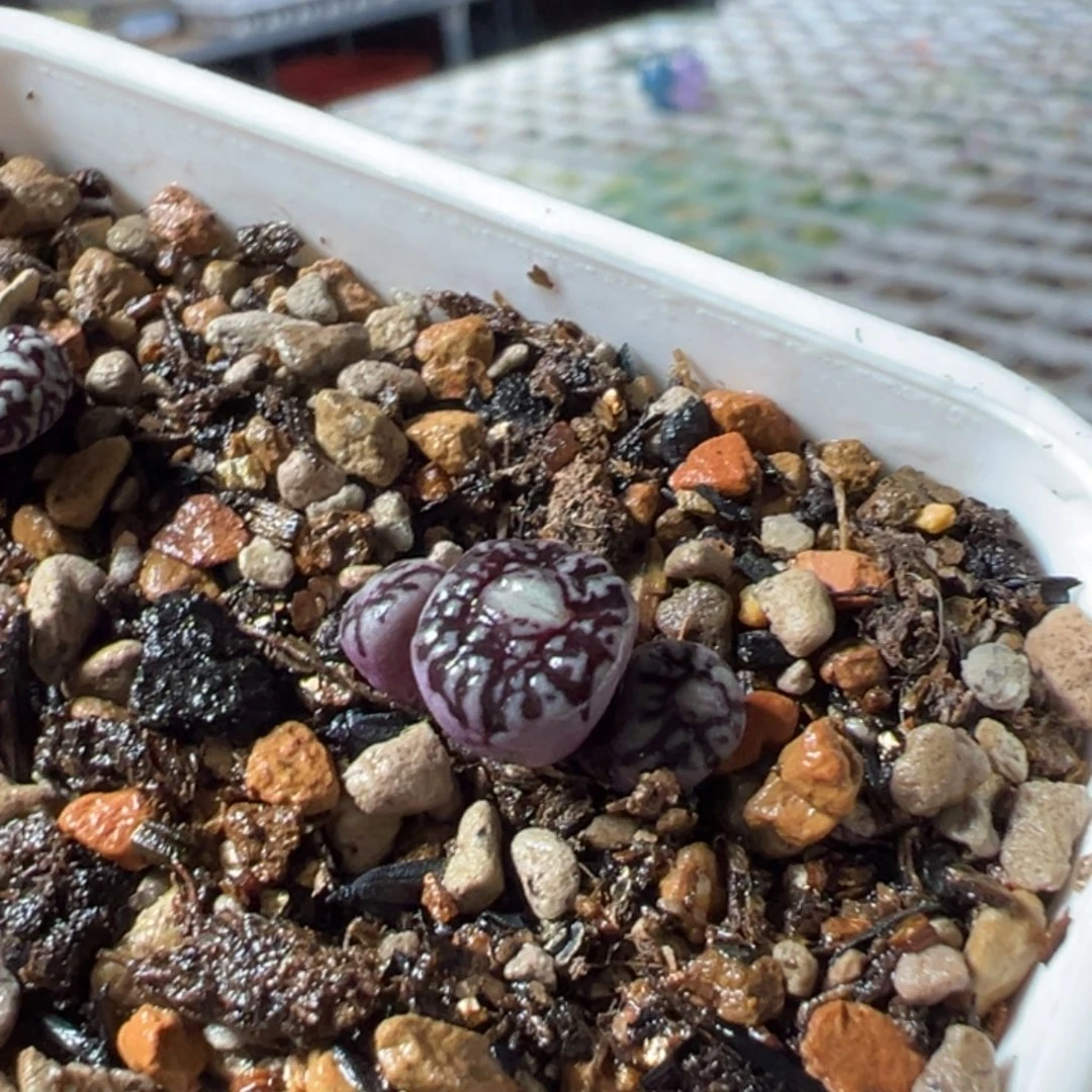 异形流水墨多肉植物