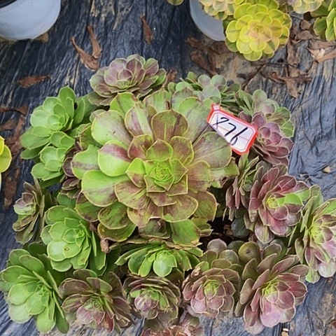 花月夜老桩捧花876号