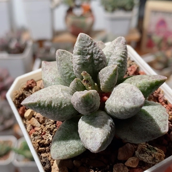 实生18号水泡多肉植物