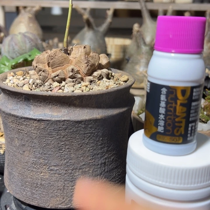 龟甲龙+盆+缓释肥+氨基酸