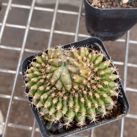 缀化单头球5仙人球