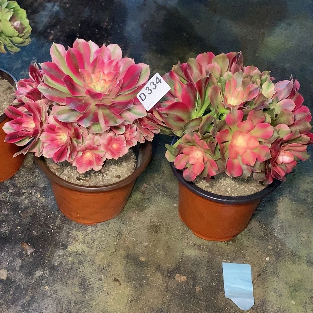 组合334多肉11111