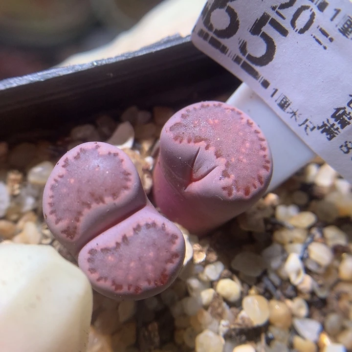 精品生石花220.65