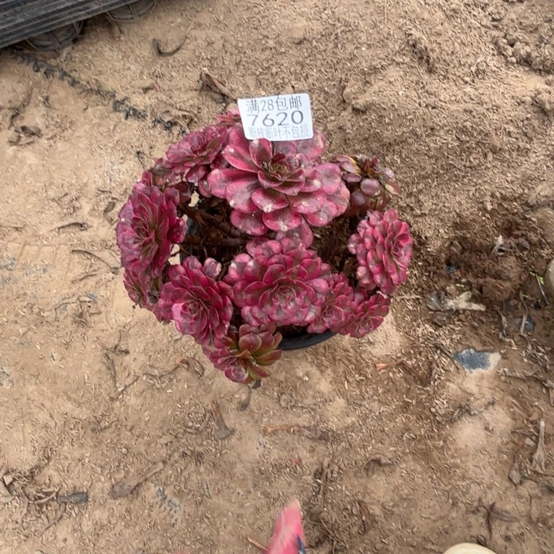 离***箭O. 7620美肌多肉1？ba