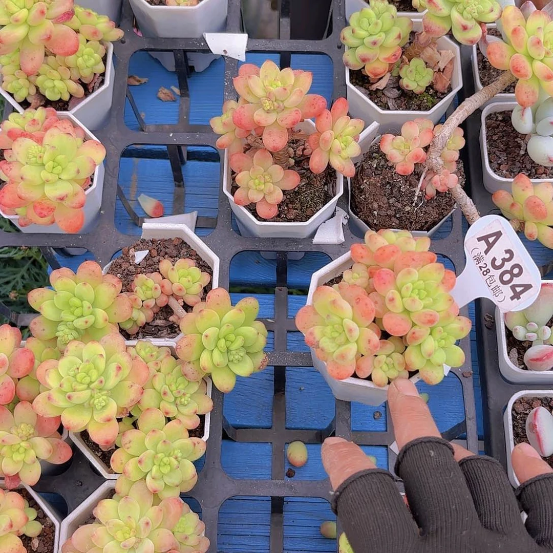 深*吸A384香格里拉一物一拍