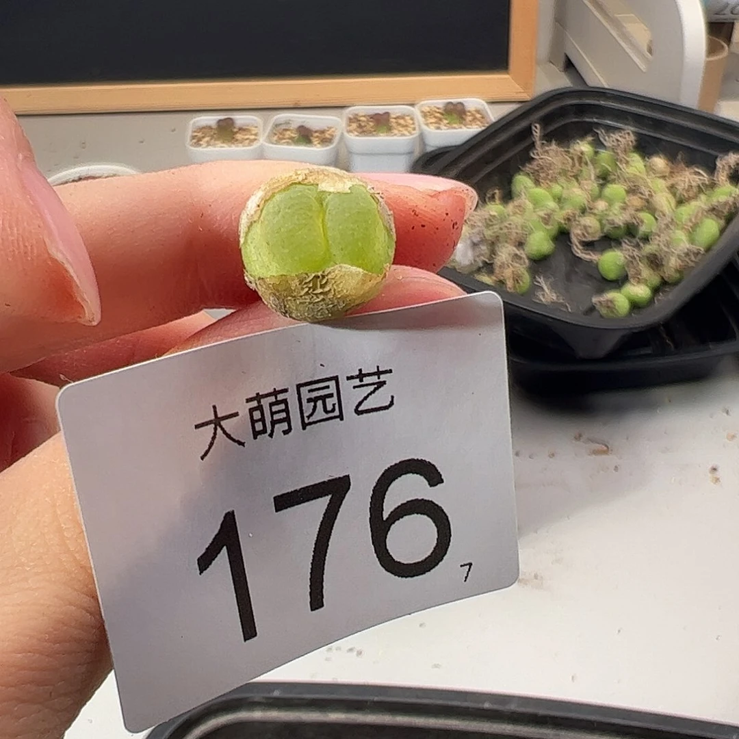 0000176 一物一拍。