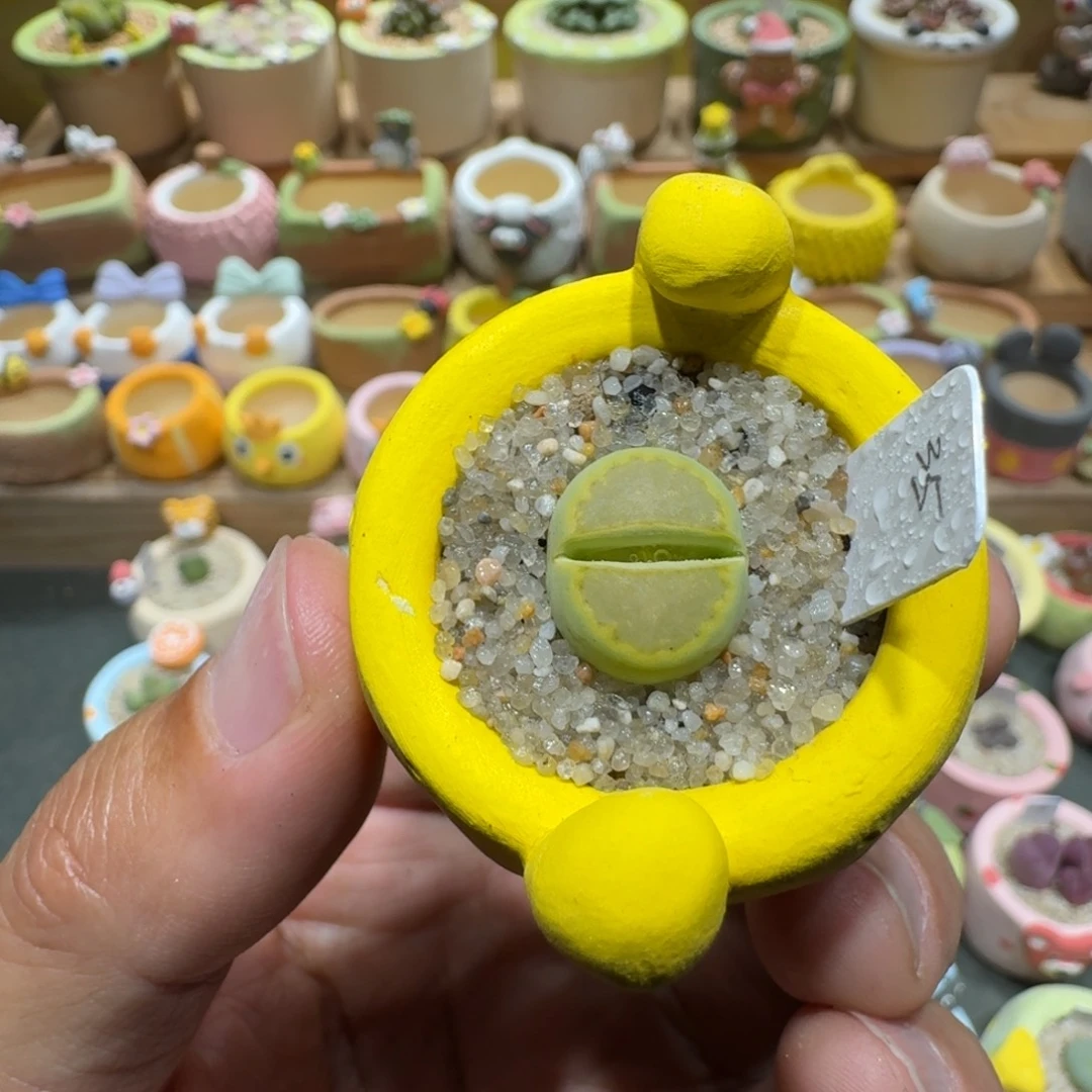 蘑菇1022黄巴厘净多肉植物