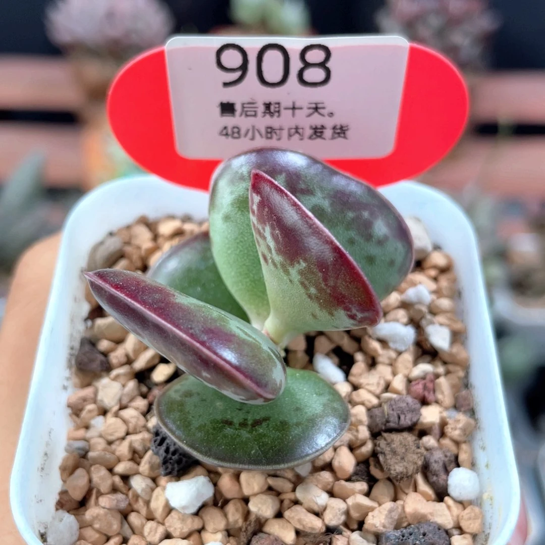 爱心水泡。    908。