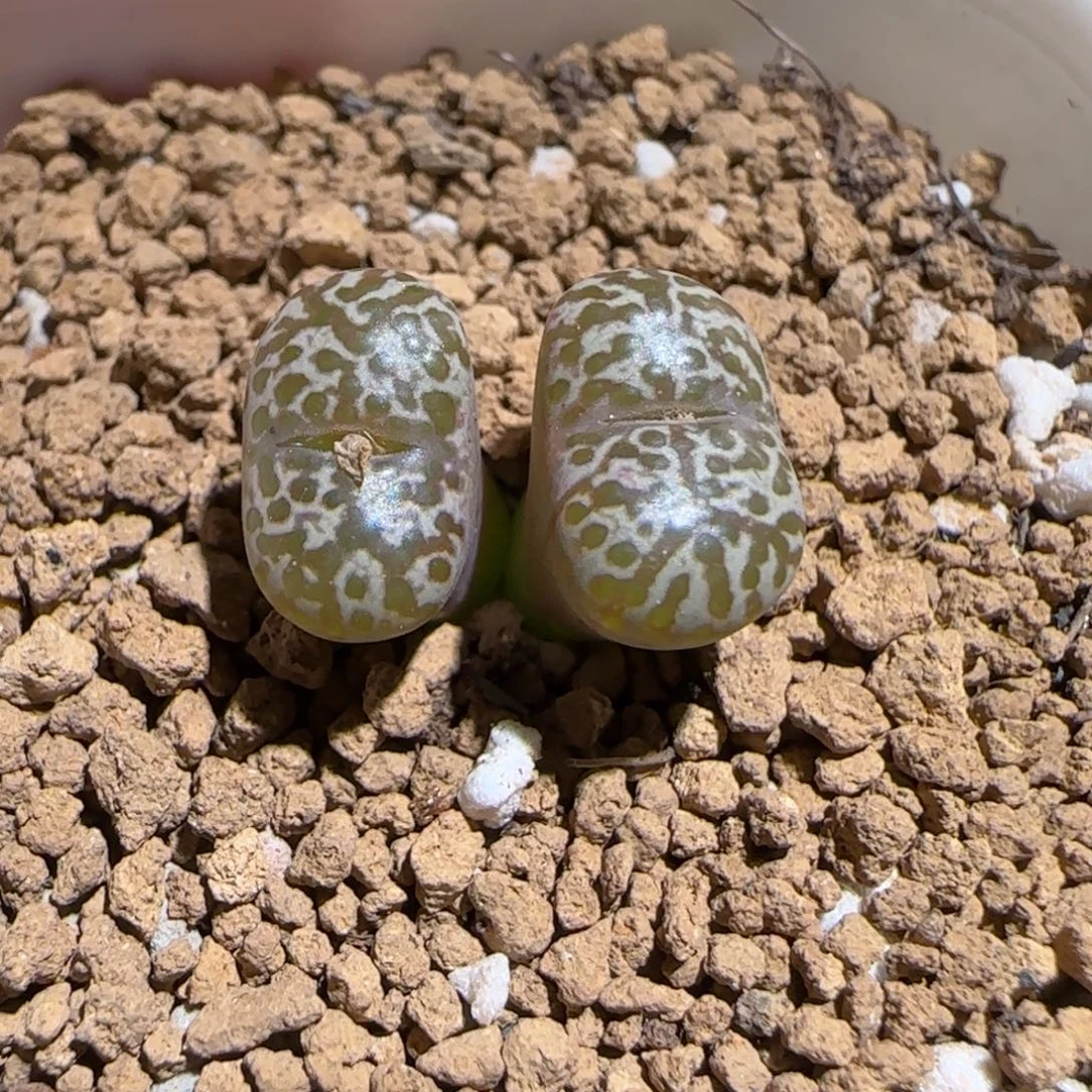 肉锥多肉植物组合-豹纹鸟327