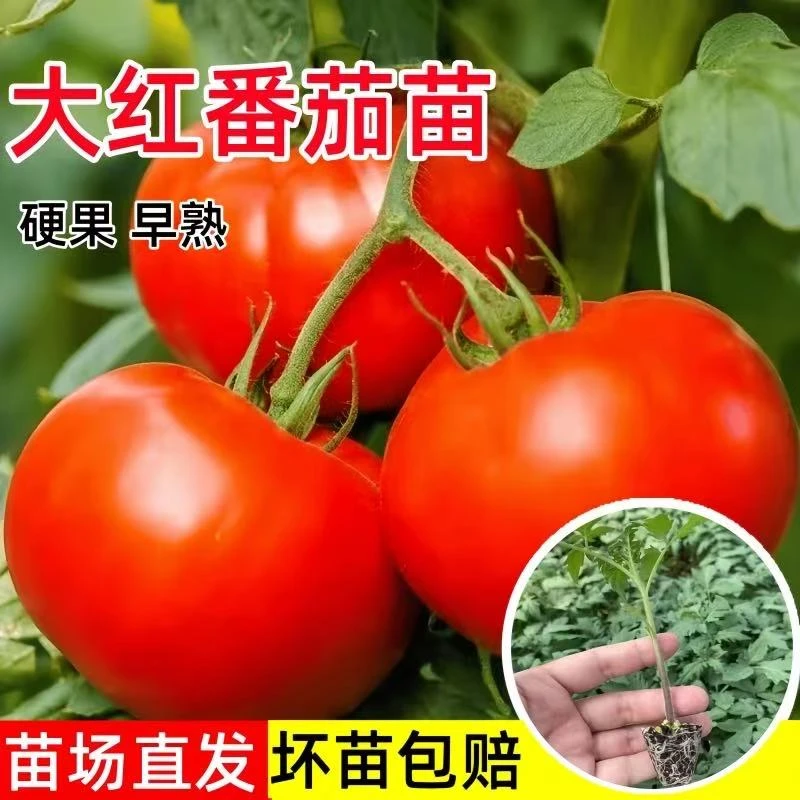 苗番茄苗带土包活庭院现摘四季蔬菜苗大红西红柿红圣女小番茄