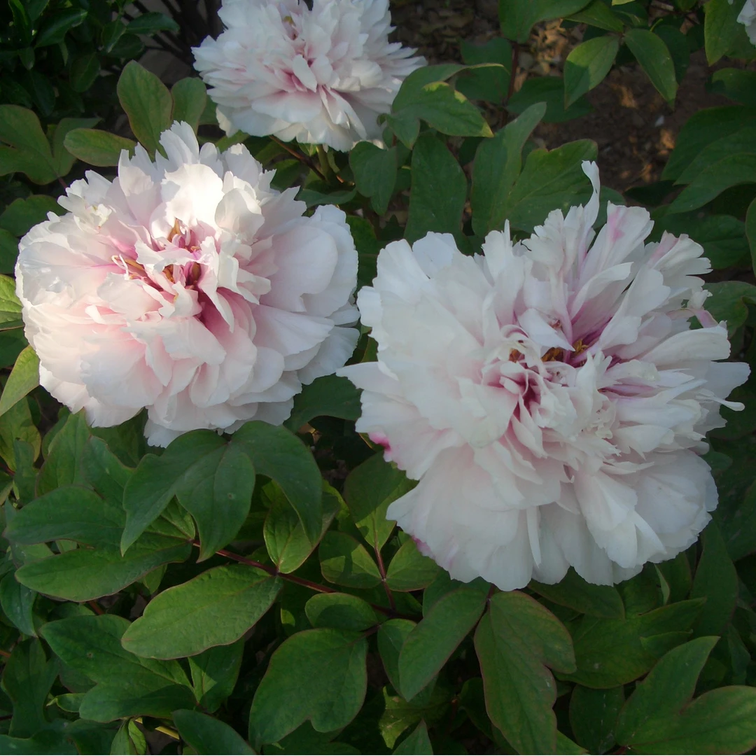 【雪映桃花】 菏泽精品十年牡丹 先发肥料秋季发苗 粉色系