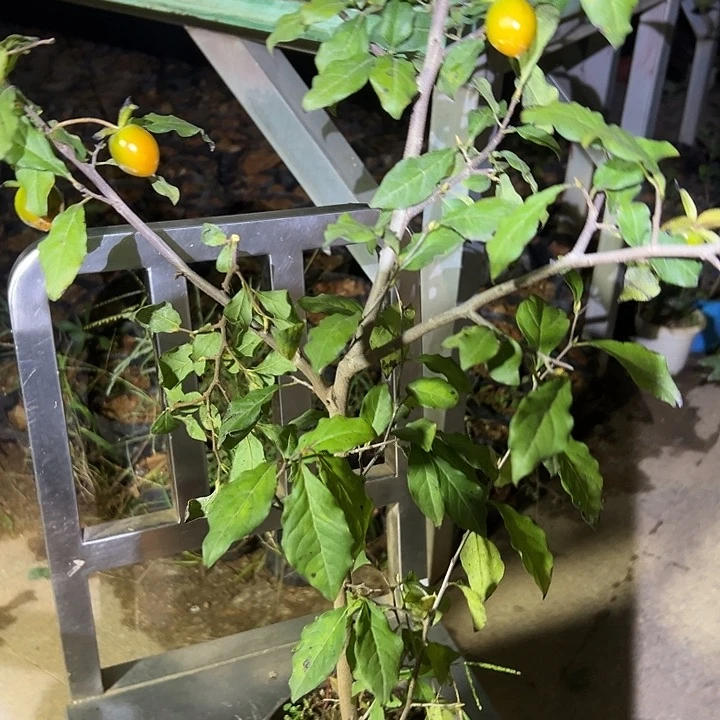 盆***刀无花朵哈哈哈哈哈哈哈哈