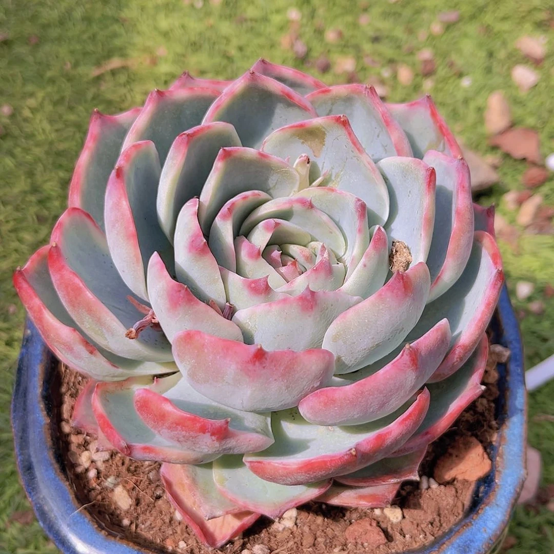 阿宅888888888888888