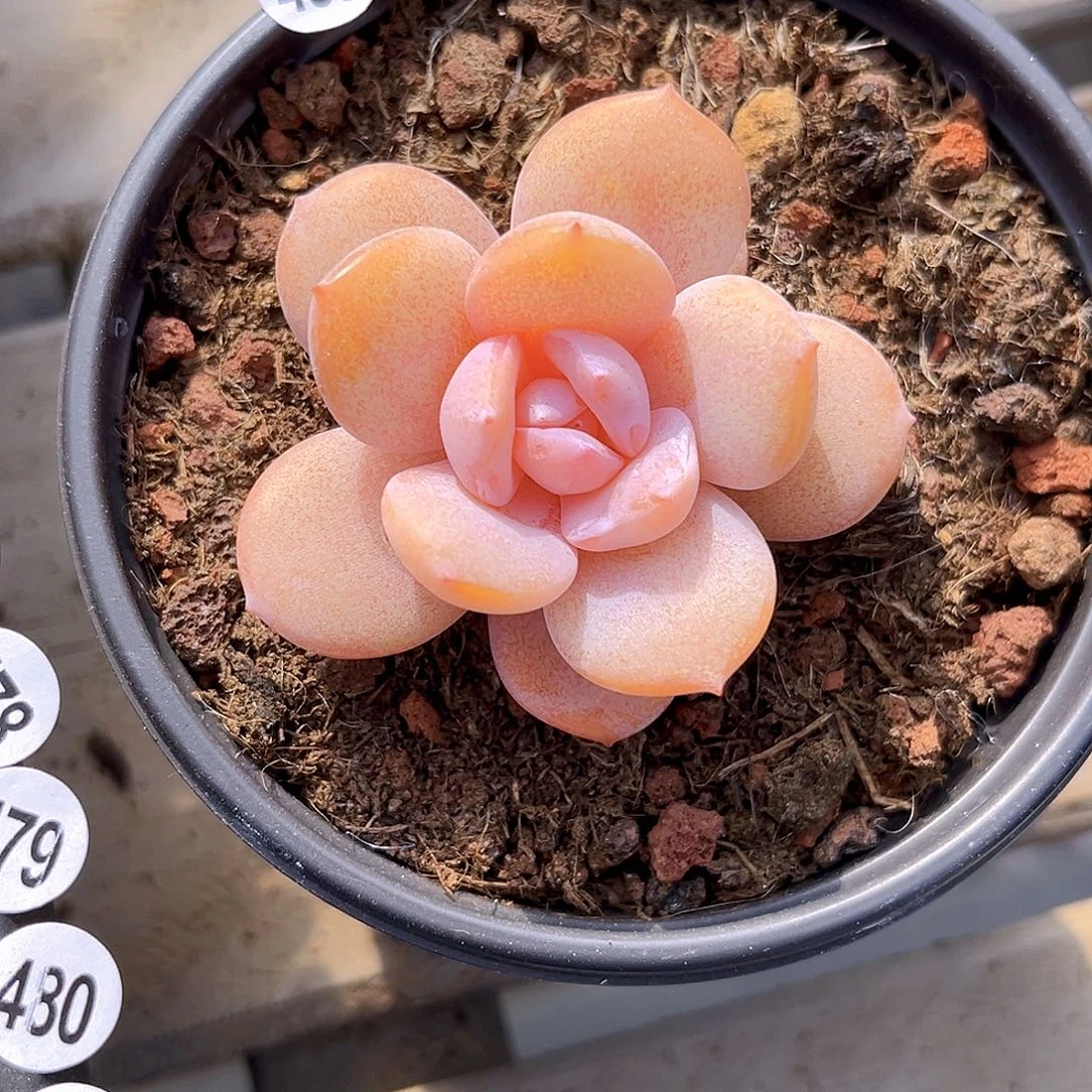 459一物一拍多肉 韩版奶茶