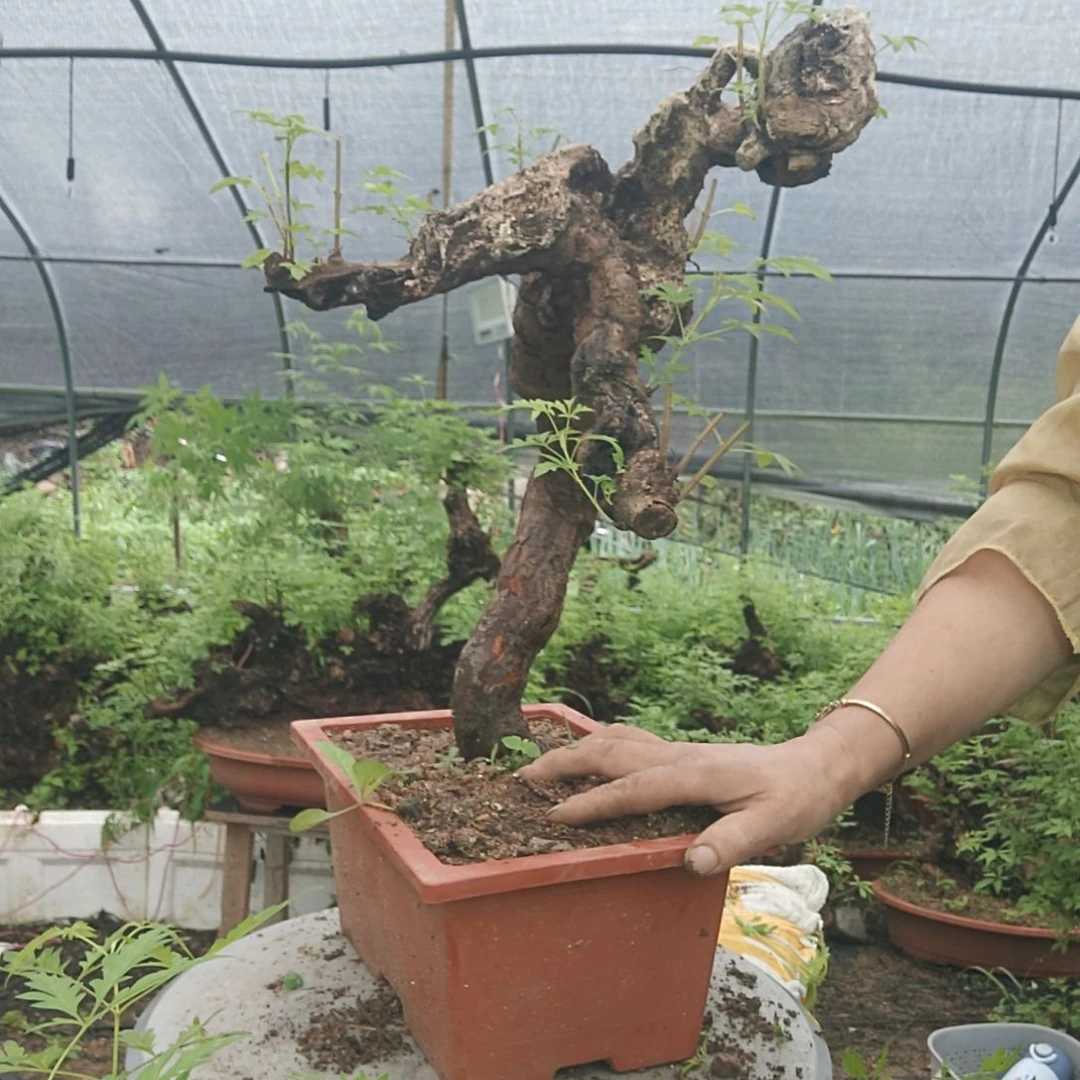 首***官当前无花栽培后可以开花