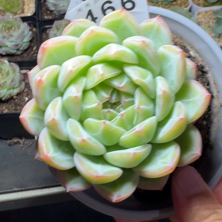 雪花珍妮            多肉植物
