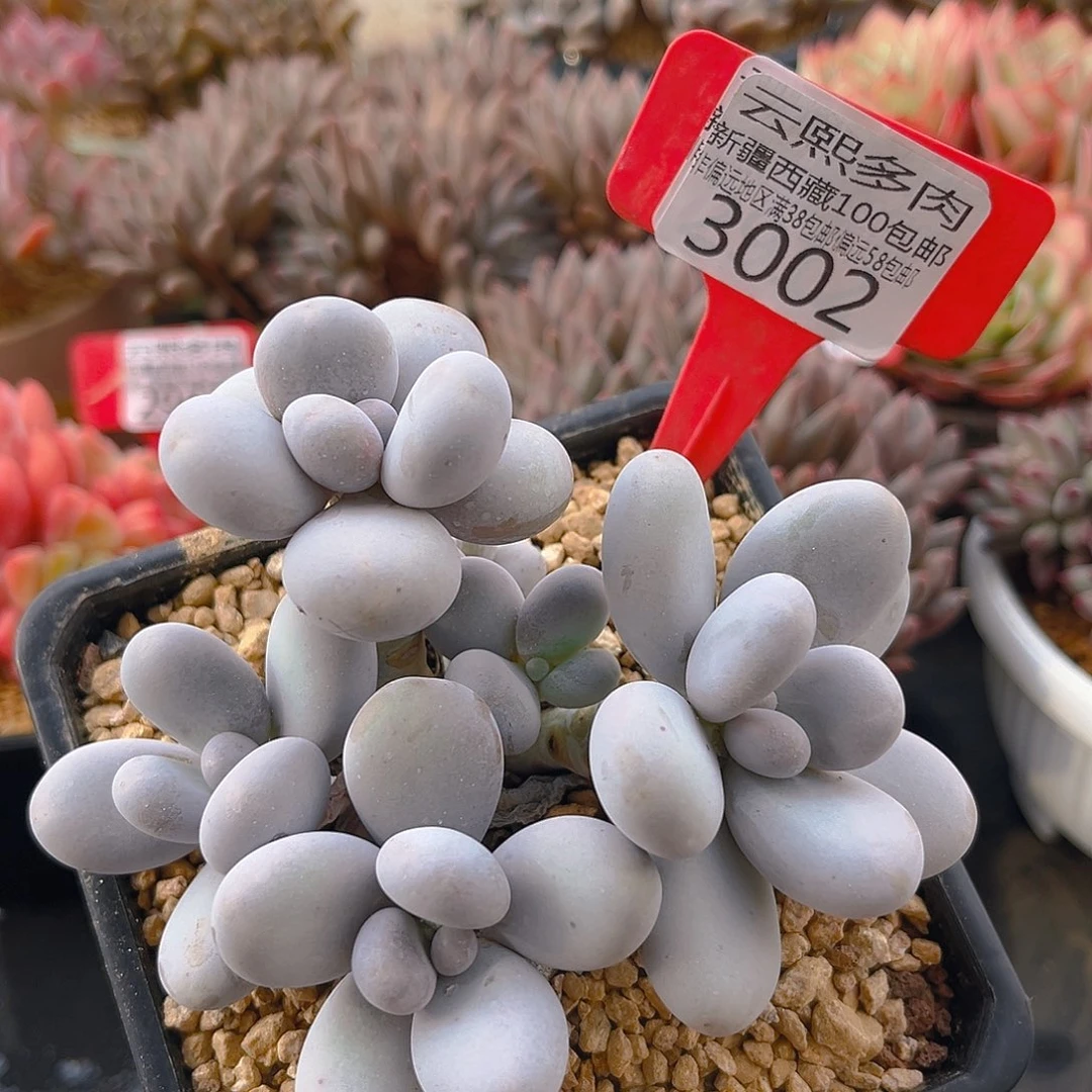 3002奶酪多肉植物