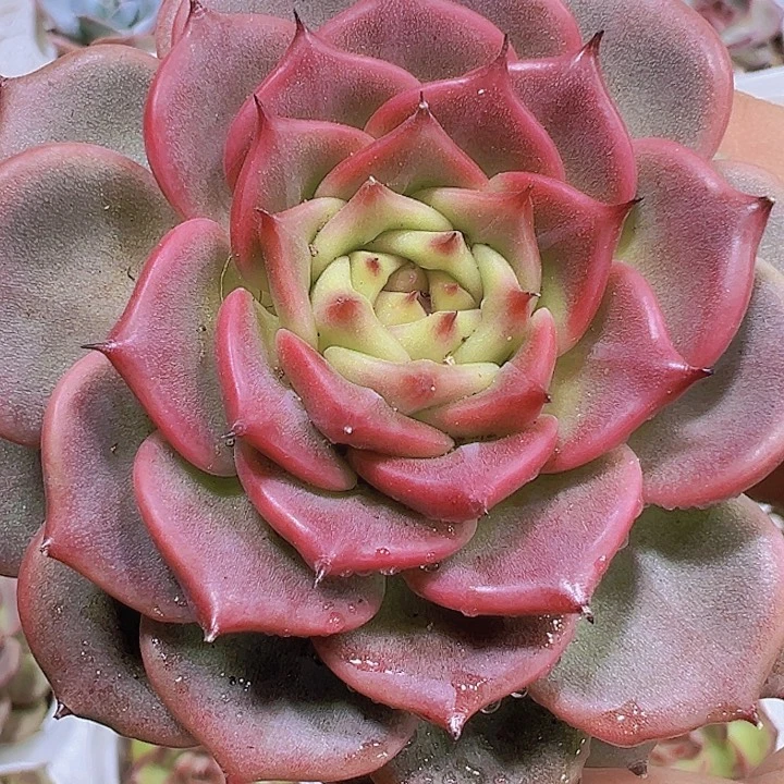 大神笛19包邮多肉植物