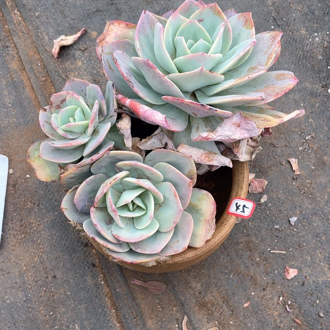 45凤 一物一拍多肉