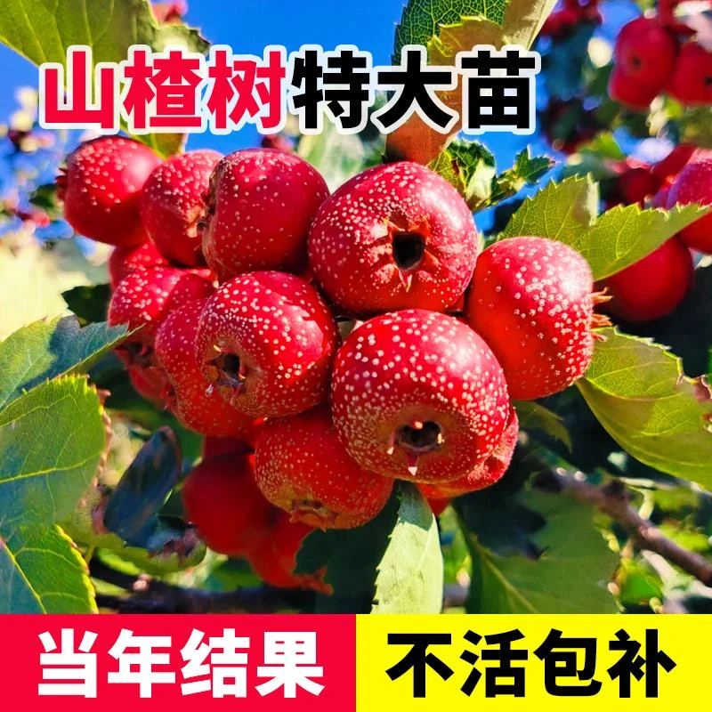 山楂树活苗特大苗山里红盆栽地栽树苗南北方种植好养嫁接果树果苗