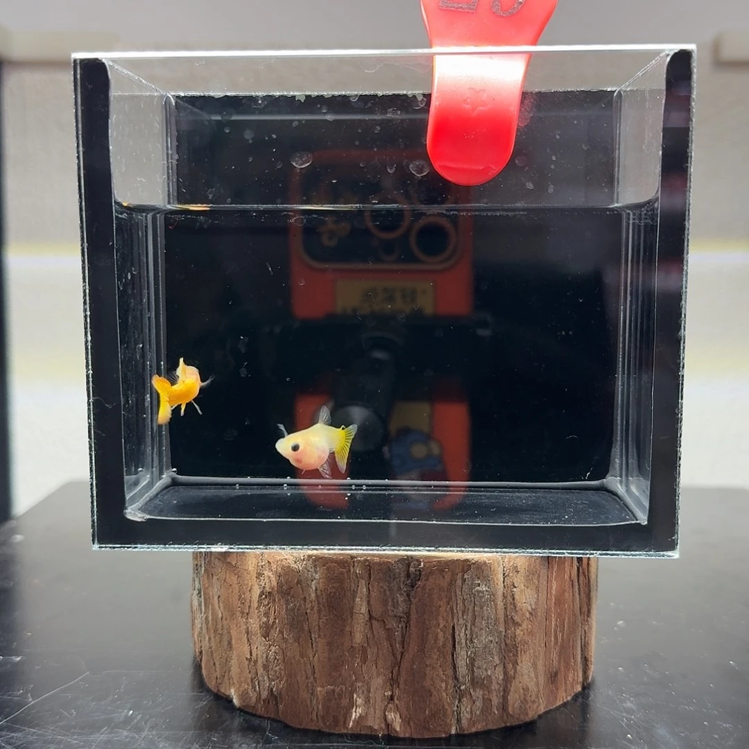 孔雀鱼玻璃猫孔雀鱼29