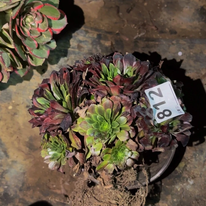 812莫兰迪多肉植物不售后