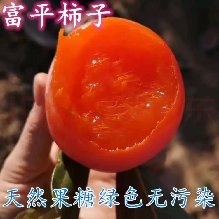 轩景塬（爆浆流心）新鲜现摘现发陕西富平大尖柿子爆浆流心 甜柿子