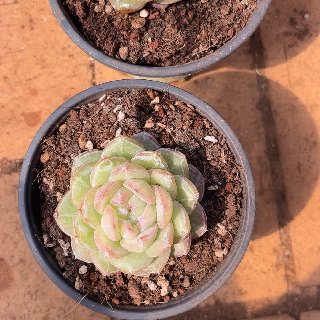 H****_寄养链接的肉肉的肉肉的肉肉