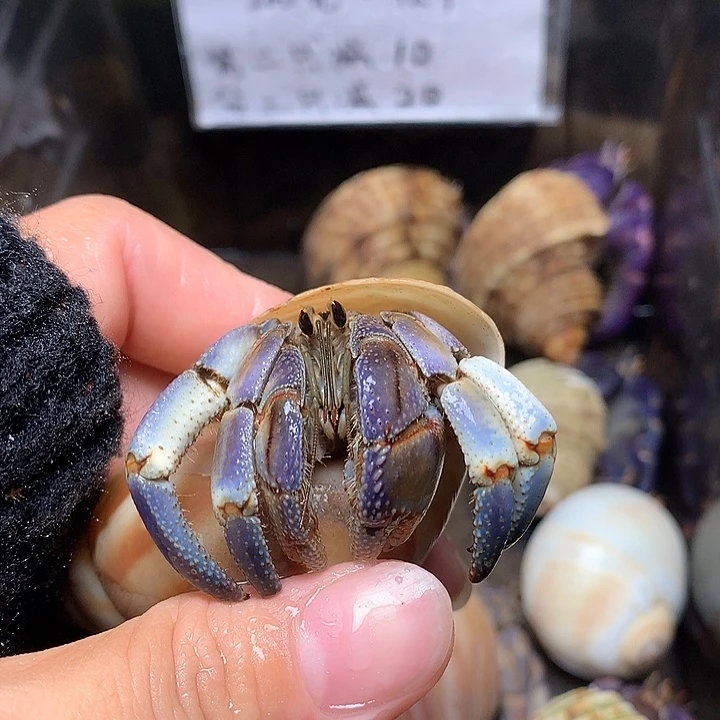 2.7口径奔跑的寄居蟹24