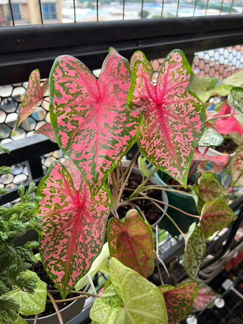 粉红豹彩叶芋120口径花盆室内观叶植物网红ins风懒人绿植