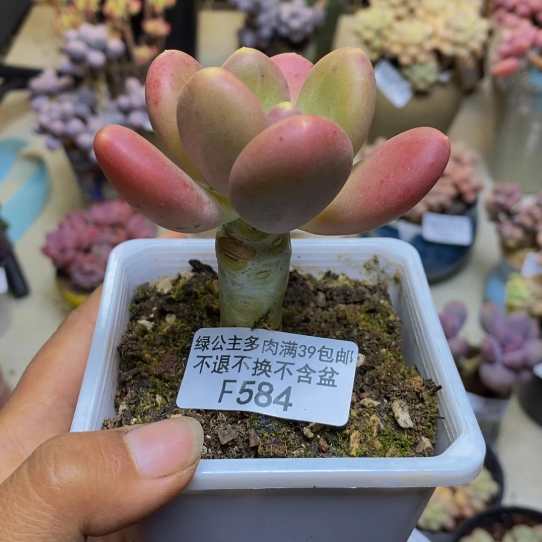 584金蟾多肉肉5c m