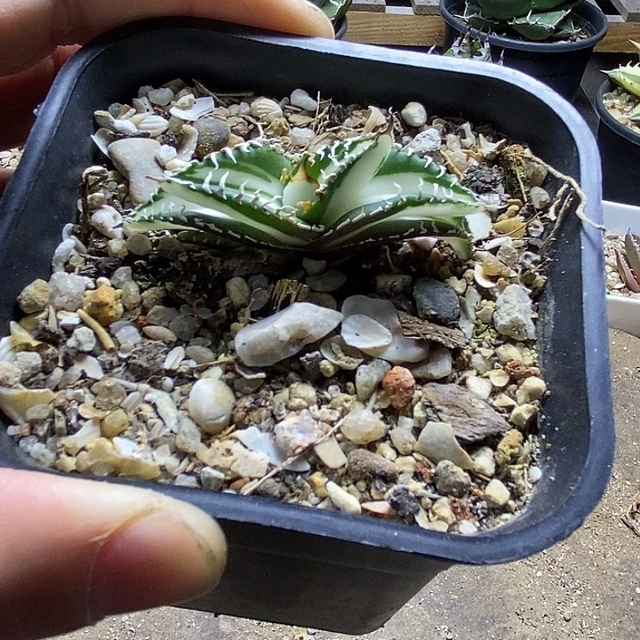 立可白瓷白中斑。