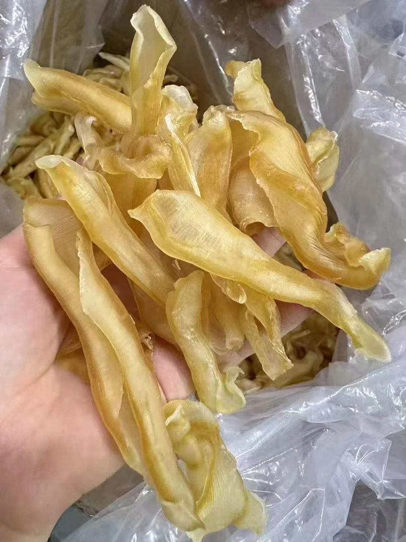 深海红鳌凤尾胶干货滋补胶质可煲汤做甜品